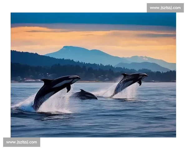 深海霸主对决鲸鱼与章鱼的力量智慧生存之战揭秘全景观察解析真相